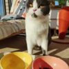 [:en]Stylish Elevated Pet Bowl with Stand - Neck-Friendly, Anti-Tip Design for Cats and Dogs - Suitable for Food, Water, Snacks, Fits 90 Areas[:ar]Stylish Elevated Pet Bowl with Stand - Neck-Friendly, Anti-Tip Design for Cats and Dogs - Suitable for Food, Water, Snacks, Fits 90 Areas[:] - Image 11