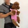 [:en]Pet Backpack for Cats And Small Dogs, Front Pack, Dual Shoulder Bag, Four-Legged Backpack.[:ar]Pet Backpack for Cats And Small Dogs, Front Pack, Dual Shoulder Bag, Four-Legged Backpack.[:] - Image 11
