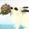 [:en]Small Pet Round Feeding Dispenser - for Rabbits, Hamsters, Mice, Guinea Pigs - Wire Design, No Batteries Needed, Suitable for Home and Pet Use[:ar]Small Pet Round Feeding Dispenser - for Rabbits, Hamsters, Mice, Guinea Pigs - Wire Design, No Batteries Needed, Suitable for Home and Pet Use[:] - Image 4