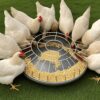 Multi-Compartment Feeder: 5 Independent Sections with 10cm Width for Orderly Chicken Eating, Reducing Trampling and Waste by 30% – Poultry Farming Equipment (BBB1, A2, WWW-03) - Image 2