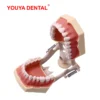 [:en]Dental Model Practice Gum Teeth Model Dental Technician Studying Teaching Jaw Typodont Model With Removable Tooth    For Frasaco[:ar]Dental Model Practice Gum Teeth Model Dental Technician Studying Teaching Jaw Typodont Model With Removable Tooth    For Frasaco[:] - Image 10