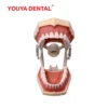 [:en]Dental Model Practice Gum Teeth Model Dental Technician Studying Teaching Jaw Typodont Model With Removable Tooth    For Frasaco[:ar]Dental Model Practice Gum Teeth Model Dental Technician Studying Teaching Jaw Typodont Model With Removable Tooth    For Frasaco[:] - Image 9