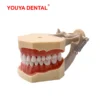 [:en]Dental Model Practice Gum Teeth Model Dental Technician Studying Teaching Jaw Typodont Model With Removable Tooth    For Frasaco[:ar]Dental Model Practice Gum Teeth Model Dental Technician Studying Teaching Jaw Typodont Model With Removable Tooth    For Frasaco[:] - Image 12