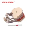 [:en]Dental Model Practice Gum Teeth Model Dental Technician Studying Teaching Jaw Typodont Model With Removable Tooth    For Frasaco[:ar]Dental Model Practice Gum Teeth Model Dental Technician Studying Teaching Jaw Typodont Model With Removable Tooth    For Frasaco[:] - Image 15