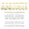 Fit Frasaco A3 Dental Teeth Model Full teeth 32Pcs Replacement Tooth Particles Dentistry Preparation Training Teach - Image 2