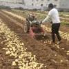 20~75hp Farm Tractor Potato Digger One Row Potato Harvester 3 Point Linkage Small Potato Harvest Machine - Image 2