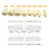 Fit Frasaco A3 Dental Teeth Model Full teeth 32Pcs Replacement Tooth Particles Dentistry Preparation Training Teach - Image 4