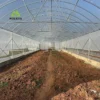 Heavy-Duty Single-Bay Tunnel Greenhouse for – Cost-Effective, Expandable Greenhouse for Commercial Farming - Image 6