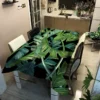 Plant Flower Leaves Coffee Table Runner Tablecloth Table Party Decoration Oilcloth on Table Protector Table Cloth Rectangular - Image 31