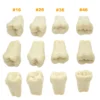 Fit Frasaco A3 Dental Teeth Model Full teeth 32Pcs Replacement Tooth Particles Dentistry Preparation Training Teach - Image 6