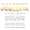 Fit Frasaco A3 Dental Teeth Model Full teeth 32Pcs Replacement Tooth Particles Dentistry Preparation Training Teach - Image 3