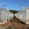 Heavy-Duty Single-Bay Tunnel Greenhouse for – Cost-Effective, Expandable Greenhouse for Commercial Farming - Image 3