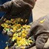 Waste Plastic Pipe Sheet Recycling Shredder and Crusher Machine Plastic Grinder Granulator Price - Image 6